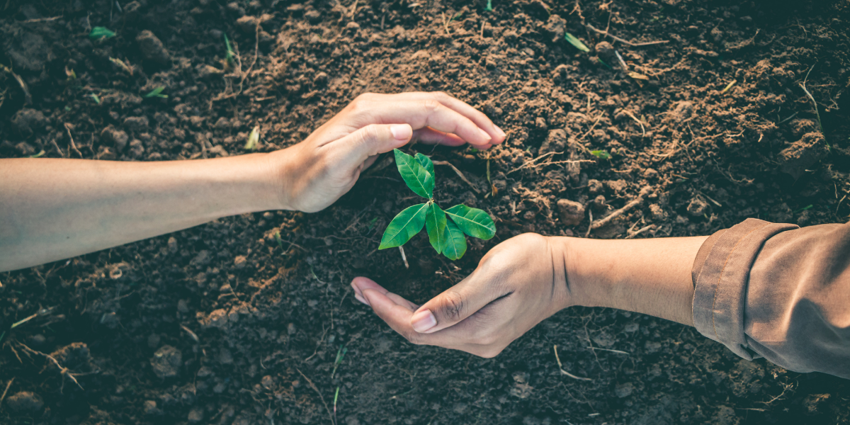 Two hands holding a growing tree in soil.