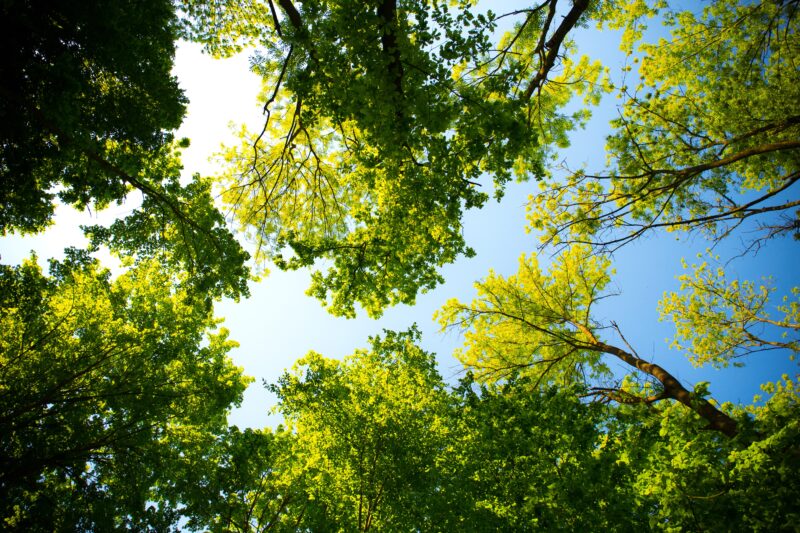Photo of tree canopy and a blue sky.