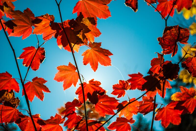 Red maple leaves blow in the blue sky
