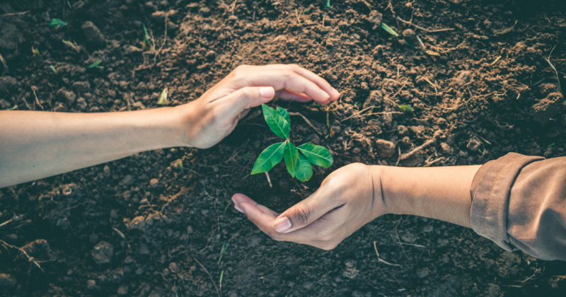 Two hands holding a growing tree in soil.