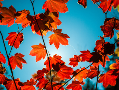 red leaves with a background of a blue sky